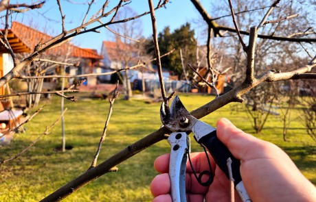 Februári feladatok a kertben - ne feledkezzünk meg a metszőolló fertőtlenítéséről